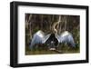 Brazil. An anhinga drying its wings in the sun, found in the Pantanal.-Ralph H. Bendjebar-Framed Photographic Print