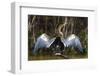 Brazil. An anhinga drying its wings in the sun, found in the Pantanal.-Ralph H. Bendjebar-Framed Photographic Print