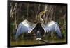 Brazil. An anhinga drying its wings in the sun, found in the Pantanal.-Ralph H. Bendjebar-Framed Photographic Print