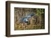 Brazil. An anhinga flying along a river bank in the Pantanal.-Ralph H. Bendjebar-Framed Photographic Print