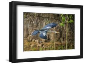 Brazil. An anhinga flying along a river bank in the Pantanal.-Ralph H. Bendjebar-Framed Photographic Print