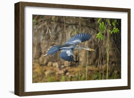 Brazil. An anhinga flying along a river bank in the Pantanal.-Ralph H. Bendjebar-Framed Photographic Print