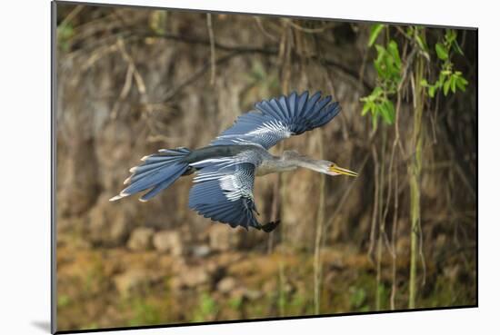 Brazil. An anhinga flying along a river bank in the Pantanal.-Ralph H. Bendjebar-Mounted Photographic Print