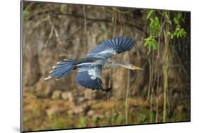 Brazil. An anhinga flying along a river bank in the Pantanal.-Ralph H. Bendjebar-Mounted Photographic Print