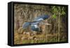 Brazil. An anhinga flying along a river bank in the Pantanal.-Ralph H. Bendjebar-Framed Stretched Canvas