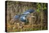 Brazil. An anhinga flying along a river bank in the Pantanal.-Ralph H. Bendjebar-Stretched Canvas