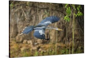 Brazil. An anhinga flying along a river bank in the Pantanal.-Ralph H. Bendjebar-Stretched Canvas