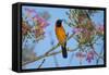 Brazil. An orange-backed troupial harvesting the blossoms of a pink trumpet tree in the Pantanal.-Ralph H. Bendjebar-Framed Stretched Canvas