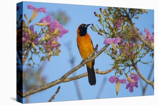 Brazil. An orange-backed troupial harvesting the blossoms of a pink trumpet tree in the Pantanal.-Ralph H. Bendjebar-Stretched Canvas