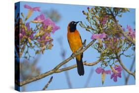 Brazil. An orange-backed troupial harvesting the blossoms of a pink trumpet tree in the Pantanal.-Ralph H. Bendjebar-Stretched Canvas