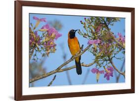 Brazil. An orange-backed troupial harvesting the blossoms of a pink trumpet tree in the Pantanal.-Ralph H. Bendjebar-Framed Premium Photographic Print