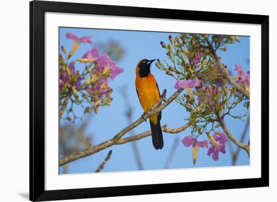 Brazil. An orange-backed troupial harvesting the blossoms of a pink trumpet tree in the Pantanal.-Ralph H. Bendjebar-Framed Premium Photographic Print