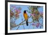 Brazil. An orange-backed troupial harvesting the blossoms of a pink trumpet tree in the Pantanal.-Ralph H. Bendjebar-Framed Premium Photographic Print