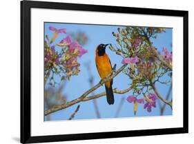 Brazil. An orange-backed troupial harvesting the blossoms of a pink trumpet tree in the Pantanal.-Ralph H. Bendjebar-Framed Premium Photographic Print