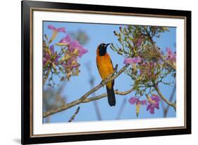 Brazil. An orange-backed troupial harvesting the blossoms of a pink trumpet tree in the Pantanal.-Ralph H. Bendjebar-Framed Premium Photographic Print