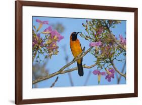 Brazil. An orange-backed troupial harvesting the blossoms of a pink trumpet tree in the Pantanal.-Ralph H. Bendjebar-Framed Premium Photographic Print