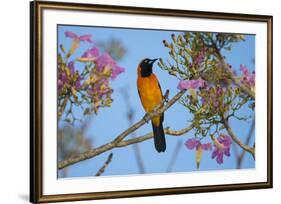 Brazil. An orange-backed troupial harvesting the blossoms of a pink trumpet tree in the Pantanal.-Ralph H. Bendjebar-Framed Premium Photographic Print