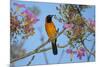 Brazil. An orange-backed troupial harvesting the blossoms of a pink trumpet tree in the Pantanal.-Ralph H. Bendjebar-Mounted Premium Photographic Print