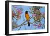 Brazil. An orange-backed troupial harvesting the blossoms of a pink trumpet tree in the Pantanal.-Ralph H. Bendjebar-Framed Photographic Print