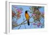 Brazil. An orange-backed troupial harvesting the blossoms of a pink trumpet tree in the Pantanal.-Ralph H. Bendjebar-Framed Photographic Print