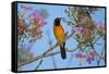 Brazil. An orange-backed troupial harvesting the blossoms of a pink trumpet tree in the Pantanal.-Ralph H. Bendjebar-Framed Stretched Canvas