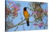 Brazil. An orange-backed troupial harvesting the blossoms of a pink trumpet tree in the Pantanal.-Ralph H. Bendjebar-Stretched Canvas
