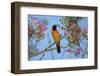 Brazil. An orange-backed troupial harvesting the blossoms of a pink trumpet tree in the Pantanal.-Ralph H. Bendjebar-Framed Photographic Print