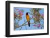 Brazil. An orange-backed troupial harvesting the blossoms of a pink trumpet tree in the Pantanal.-Ralph H. Bendjebar-Framed Photographic Print