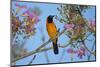 Brazil. An orange-backed troupial harvesting the blossoms of a pink trumpet tree in the Pantanal.-Ralph H. Bendjebar-Mounted Photographic Print
