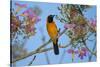 Brazil. An orange-backed troupial harvesting the blossoms of a pink trumpet tree in the Pantanal.-Ralph H. Bendjebar-Stretched Canvas