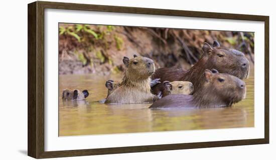 Brazil. Capybara family in the Pantanal.-Ralph H. Bendjebar-Framed Photographic Print