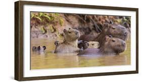 Brazil. Capybara family in the Pantanal.-Ralph H. Bendjebar-Framed Photographic Print