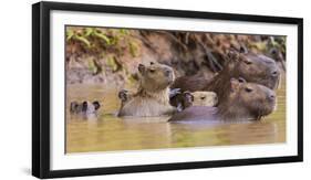 Brazil. Capybara family in the Pantanal.-Ralph H. Bendjebar-Framed Photographic Print