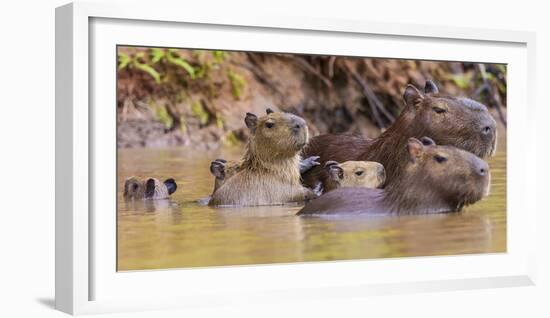 Brazil. Capybara family in the Pantanal.-Ralph H. Bendjebar-Framed Photographic Print
