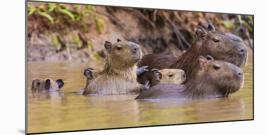 Brazil. Capybara family in the Pantanal.-Ralph H. Bendjebar-Mounted Photographic Print