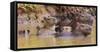 Brazil. Capybara family in the Pantanal.-Ralph H. Bendjebar-Framed Stretched Canvas