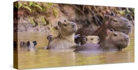 Brazil. Capybara family in the Pantanal.-Ralph H. Bendjebar-Stretched Canvas