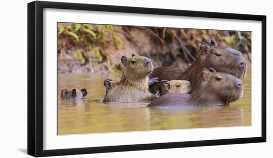 Brazil. Capybara family in the Pantanal.-Ralph H. Bendjebar-Framed Premium Photographic Print