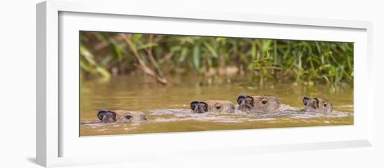 Brazil. Capybara family swimming in the Pantanal.-Ralph H^ Bendjebar-Framed Photographic Print