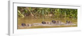 Brazil. Capybara family swimming in the Pantanal.-Ralph H^ Bendjebar-Framed Photographic Print