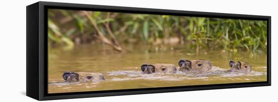 Brazil. Capybara family swimming in the Pantanal.-Ralph H^ Bendjebar-Framed Stretched Canvas