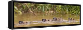 Brazil. Capybara family swimming in the Pantanal.-Ralph H^ Bendjebar-Framed Stretched Canvas
