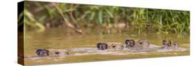 Brazil. Capybara family swimming in the Pantanal.-Ralph H^ Bendjebar-Stretched Canvas