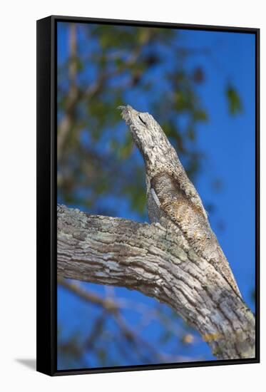 Brazil. Common Potoo resting on a branch in the Pantanal.-Ralph H. Bendjebar-Framed Stretched Canvas