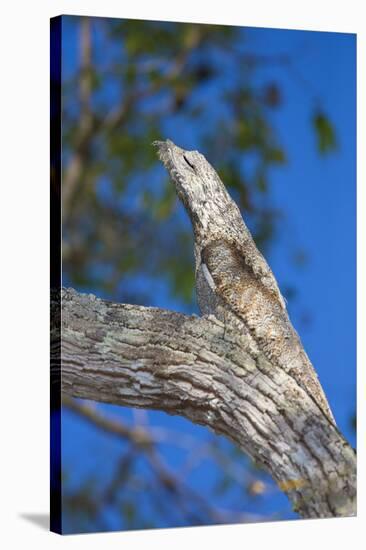 Brazil. Common Potoo resting on a branch in the Pantanal.-Ralph H. Bendjebar-Stretched Canvas