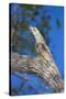 Brazil. Common Potoo resting on a branch in the Pantanal.-Ralph H. Bendjebar-Stretched Canvas