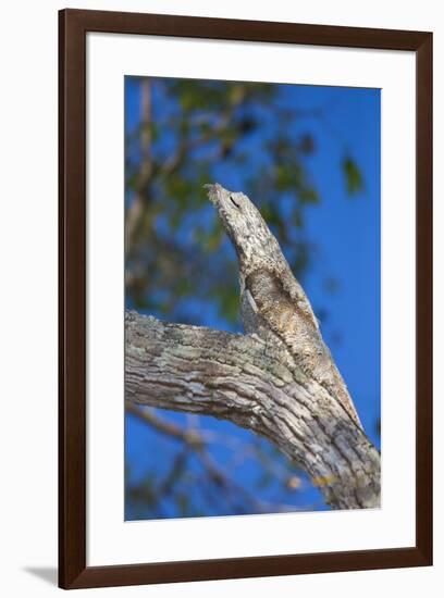 Brazil. Common Potoo resting on a branch in the Pantanal.-Ralph H. Bendjebar-Framed Premium Photographic Print
