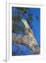 Brazil. Common Potoo resting on a branch in the Pantanal.-Ralph H. Bendjebar-Framed Premium Photographic Print