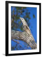 Brazil. Common Potoo resting on a branch in the Pantanal.-Ralph H. Bendjebar-Framed Premium Photographic Print