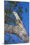 Brazil. Common Potoo resting on a branch in the Pantanal.-Ralph H. Bendjebar-Mounted Premium Photographic Print